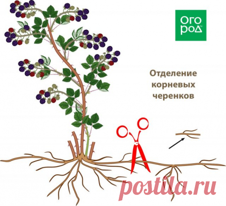 Простой способ размножить многолетники – советы агронома | Другие растения (Огород.ru)