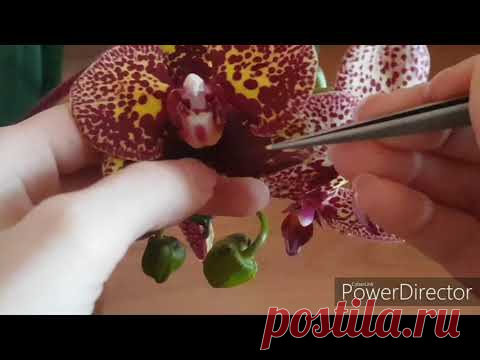 Размножение орхидеи. Опыление.