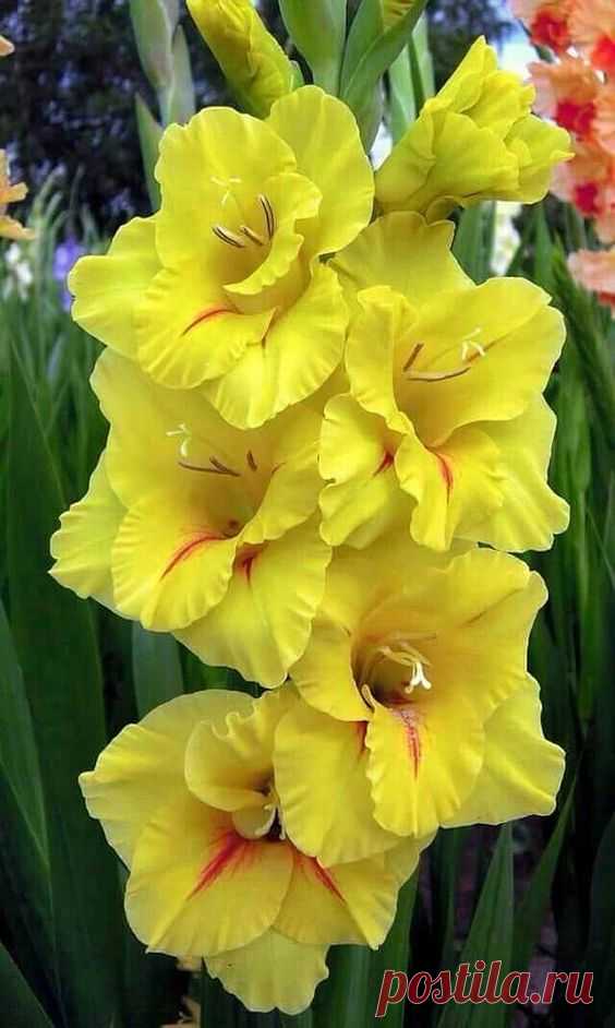 (456) Pinterest