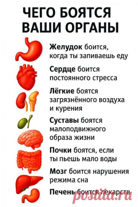 Чего боятся ваши органы, знали ли вы?