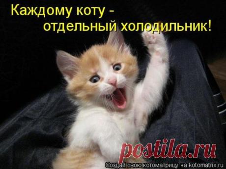 Котоматрица: 175 тыс изображений найдено в Яндекс.Картинках