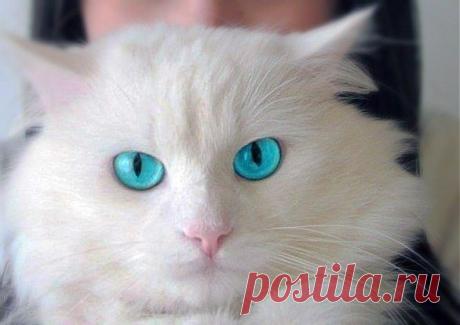 Бирюзовые глаза