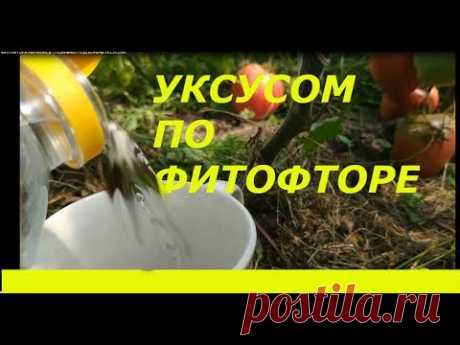 ФИТОФТОРА НАЧАЛАСЬ ! ПОЛИВАЮ ПОД КОРЕНЬ УКСУСОМ