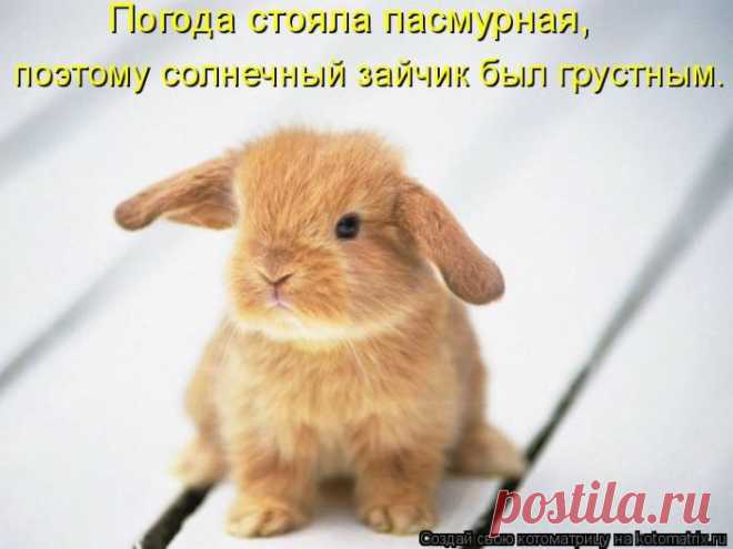 Котоматрицы