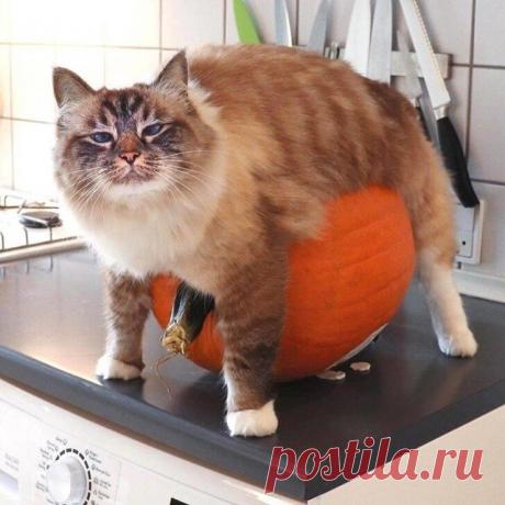 Они ведут себя странно, но кадры получаются отменные.