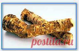 Выращивание хрена на огородных участках