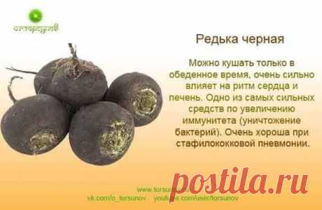 Редька черная