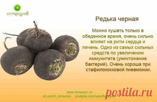 Редька черная