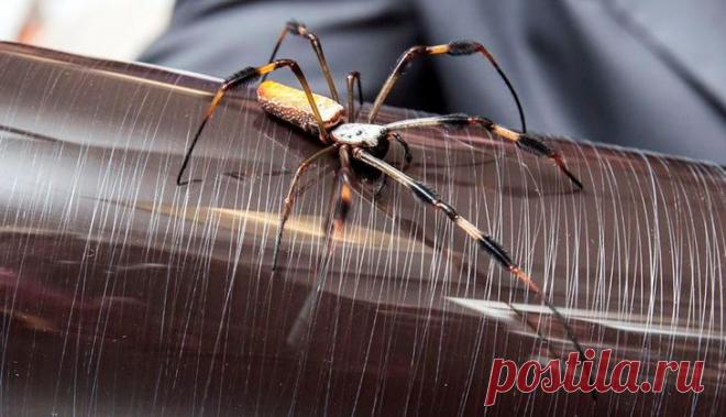 Пауки-шелкопряды: интересные факты, фото О существовании тутовых шелкопрядов знают не только любители живой природы, но и те, кто жить не может без качественной модной одежды. Но мало кому известно о том, что люди давно научились получать це...