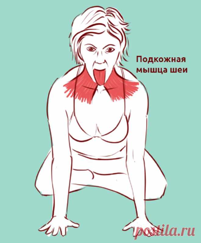 Провисание кожи по типу «индюшиной шеи», второй подбородок, дряблость и боль в шее: всё убрать! - Счастливые заметки