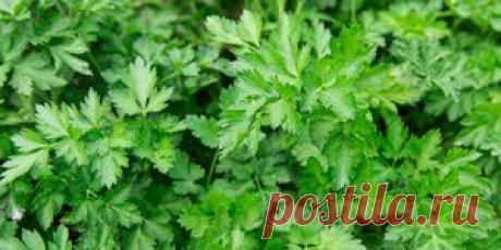 (+1) тема - Народные рецепты лечения на основе петрушки | Первая помощь
Наверно нет такой хозяйки, которая бы не использовала в домашней кулинарии растительные приправы, такие как сельдерей, укроп, петрушка и другие.

Петрушка в Древней Греции считалась божественным растением. Ещё в те времена наши предки оценили её лечебные свойства.
