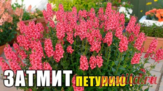 Этот Цветок ЗАТМИТ ЦВЕТЕНИЕМ ДАЖЕ ПЕТУНИЮ и ЛОБЕЛИЮ! Посадите В Феврале - Не Пожалеете!
