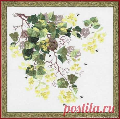 Цветущая липа.Риолис