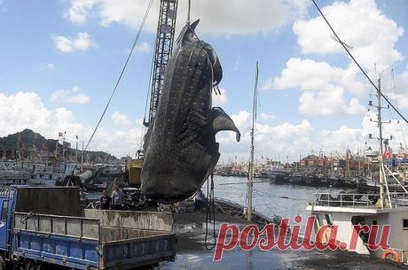 Рекордная китовая акула / Богатая добыча