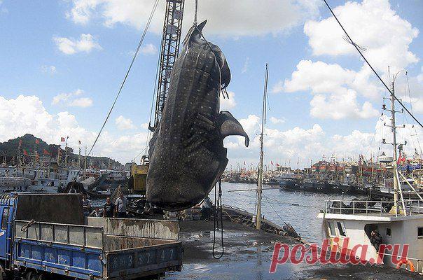 Рекордная китовая акула / Богатая добыча