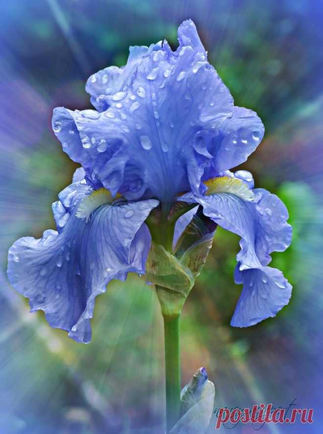 Blue Rain Local P Patch  |  Pinterest: инструмент для поиска и хранения интересных идей