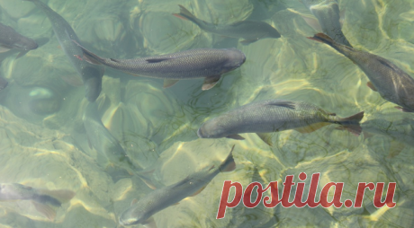 Рыбнадзор. Новости Рыбного Хозяйства РФ