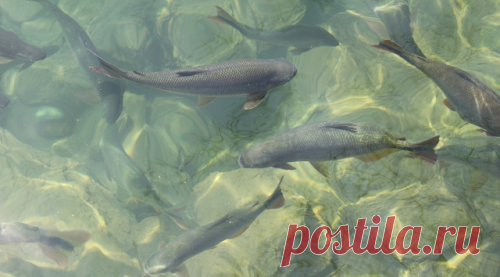 Рыбнадзор. Новости Рыбного Хозяйства РФ