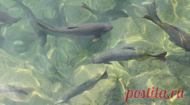 Рыбнадзор. Новости Рыбного Хозяйства РФ