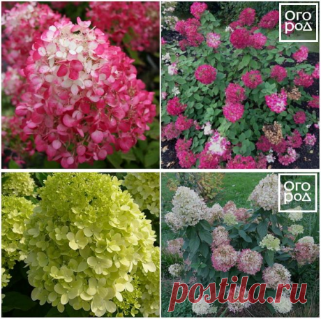 Гортензия метельчатая: самые лучшие сорта с фото и описанием | Деревья и кустарники (Огород.ru)