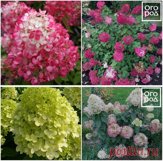 Гортензия метельчатая: самые лучшие сорта с фото и описанием | Деревья и кустарники (Огород.ru)