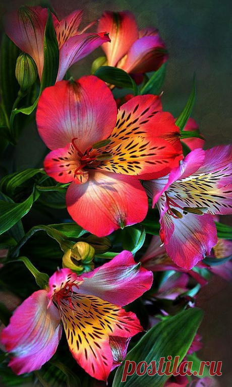 ✯ Alstroemeria Beautiful | Beautiful Blooms
