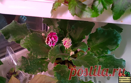 Делюсь подкормкой, от которой зацветёт любой комнатный цветок! Даже денежное дерево будет цвести. Цветы позеленеют и распустятся | Удачный урожай | Яндекс Дзен