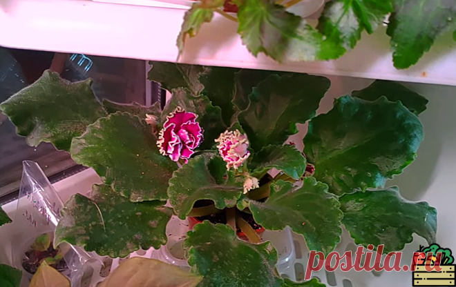 Делюсь подкормкой, от которой зацветёт любой комнатный цветок! Даже денежное дерево будет цвести. Цветы позеленеют и распустятся | Удачный урожай | Яндекс Дзен