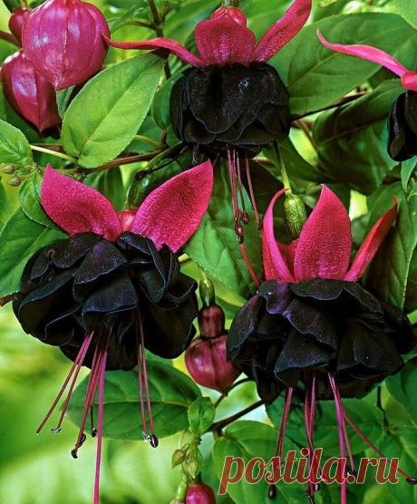 Необычные сорта самых обычных комнатных растений | Кругоzоr TV | Яндекс Дзен