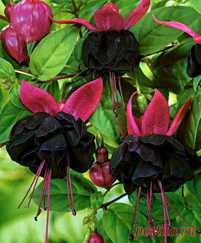 Необычные сорта самых обычных комнатных растений | Кругоzоr TV | Яндекс Дзен