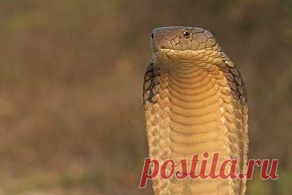 Россиян предупредили о штрафах за некоторых животных в квартире