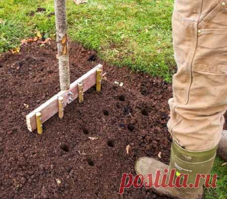 Рассказываю, как правильно сажать чеснок на зиму. Записывайте! - Lifter
