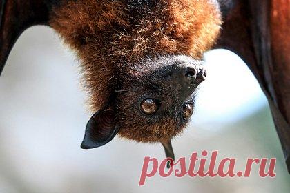 Раскрыта тайна летучих мышей с пенисами вместо рук. Ученым удалось раскрыть тайну летучих мышей благодаря видеосъемке голландского пенсионера. Ранее не было известно, как именно размножаются поздние кожаны, поскольку у самцов этого вида аномально большой пенис по сравнению с вагинами самок. Оказалось, что они используют его вместо руки и впрыскивают сперму внутрь.