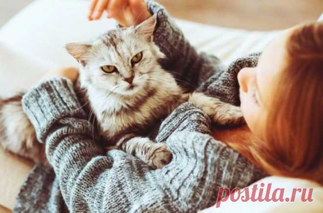 Зачем нужно кастрировать котов и стерилизовать кошек: плюсы и минусы операции