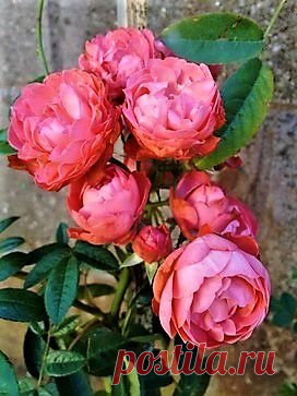 Rosa Trepadeira cor Salmão A Rosa Trepadeira de cor Salmão produz belas flores de tamanho médio em cachos. Rosas trepadeiras são hibridas que foram desenvolvidas para função de trepadeira. Os galhos são mais flexíveis, mas as características da flor (beleza e perfume) se mantém. Seus ramos chegam a atingir mais de 6m de comprimento e ficam repletos de rosas. Florescem diversas vezes na primavera, verão e outono, dando um intervalo no inverno. Os ramos podem ser conduzidos,...