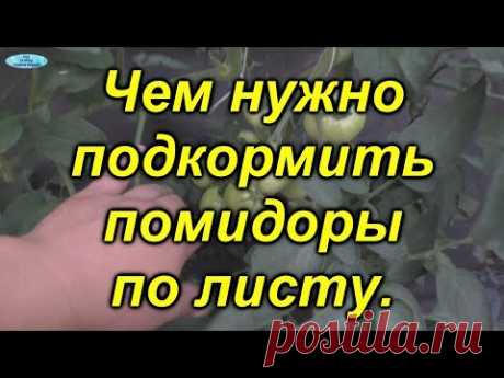 Томаты: важная листовая подкормка. Плантофол.