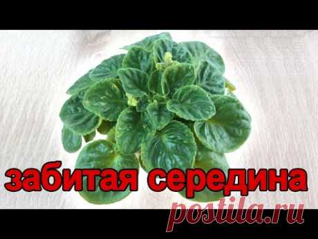 Что делать ЕСЛИ у ФИАЛКИ СИЛЬНО СГУЩАЕТСЯ СЕРЕДИНА! 7 ПРИЧИН и СПОСОБЫ их РЕШЕНИЯ!