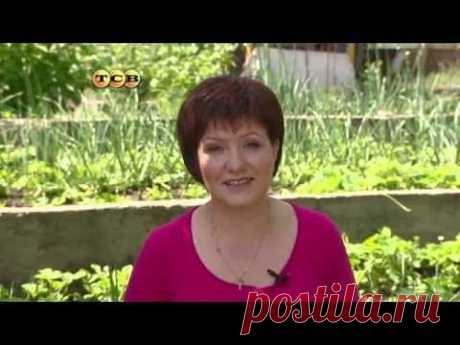 Выращивание и уход ремонтантной клубники, посадка, фото, видео
