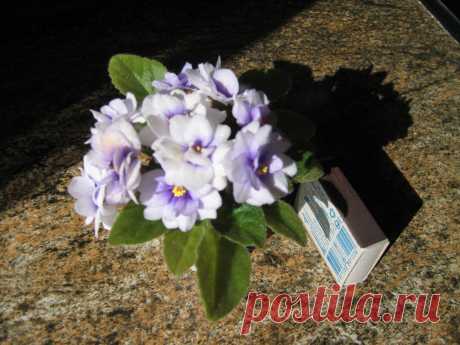 Миниатюрная фиалочка