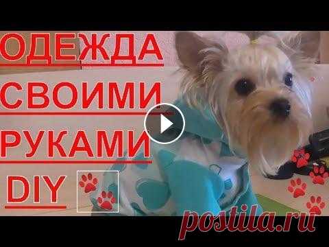 Одежда для собак. DIY. Своими руками.Часть 1 в этом видео я расскажу как сшить одежду для собак своими руками. Толстовка получилась оригинальной и неповторимой. а самое главное она согрела БУСИНК...