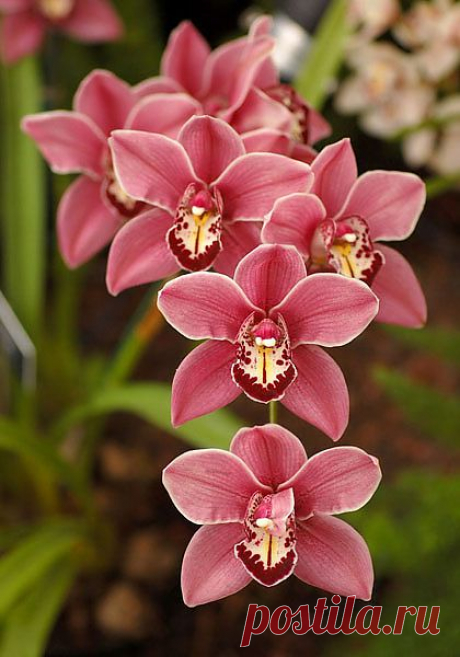 orhidei_17.jpg (420×600)