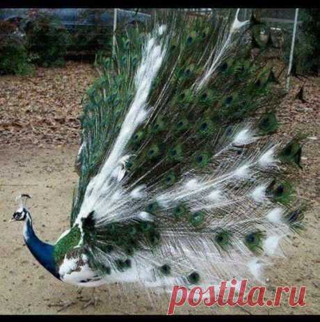 Wasim Malik