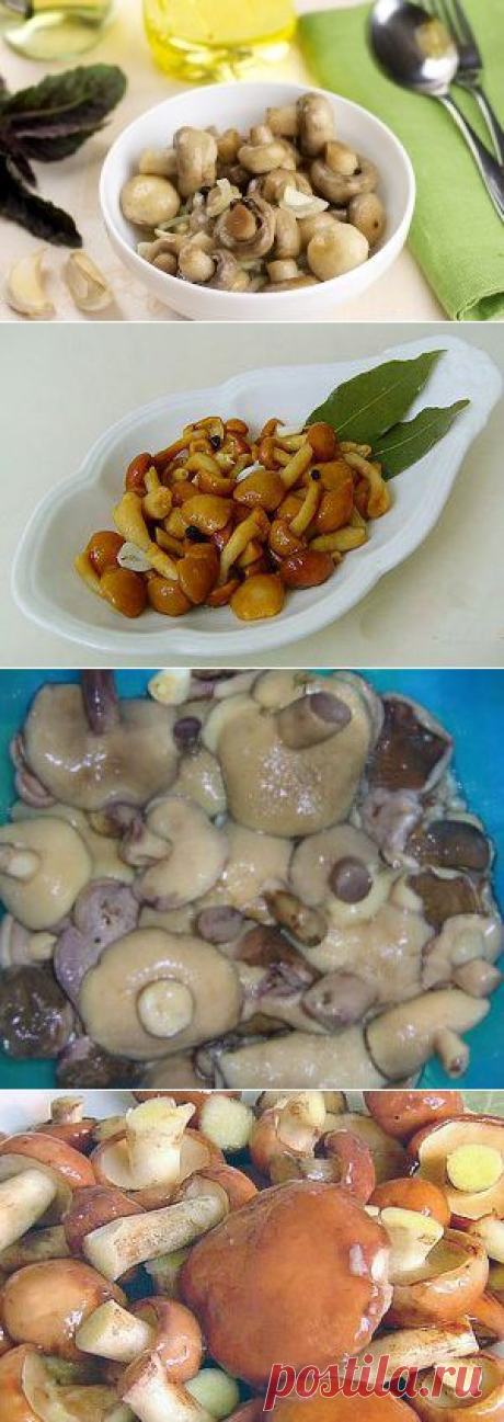 Маринованные грибы на зиму рецепты вкусных маринадов