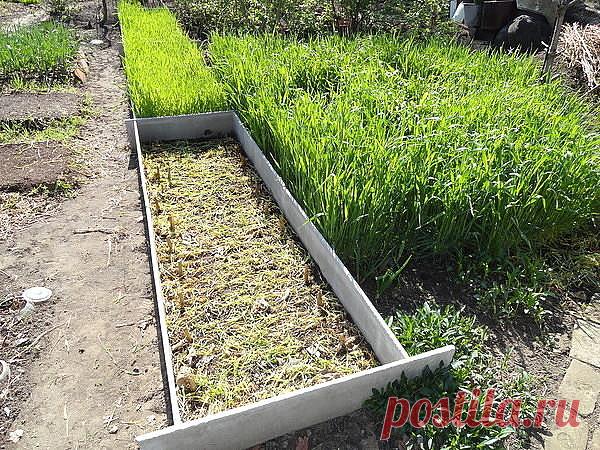 УКРЫВАНИЕ ПОЧВЫ СВЕЖЕЙ ОРГАНИКОЙ
___________________________
Я начал «карьеру» природного земледельца с органического земледелия. Основное внимание и бездну времени, как и положено последовательному «органисту», уделял компостированию. Не зная ни слова по-английски, перевел толстенную «Энциклопедию компостирования», вышедшую в издательстве Rodal Press (США), и принял ее к руководству. Выкопал и обложил компостную яму объемом более 10 кубометров, несколько лет подряд заполн...