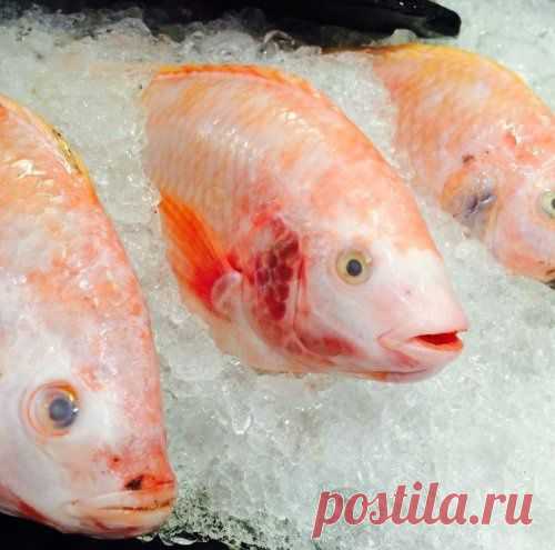 Советы тем, кто покупает замороженную рыбу