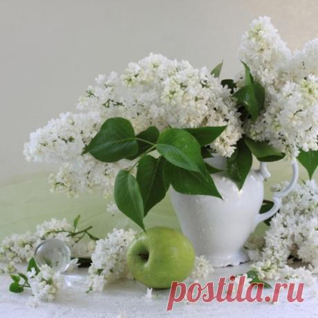 ЦВЕТУЩАЯ СИРЕНЬ!!! ФОТОГРАФИИ