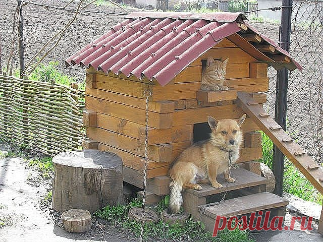 А чердак я сдаю коту