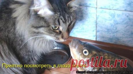 Есть улов! | KotoMail.ru