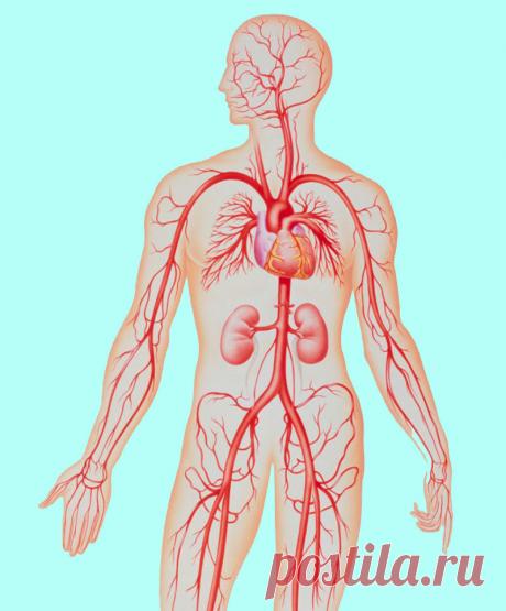 Причины изменения густоты крови Кровеносная система переносит к тканям и органам полезные вещества, микроэлементы и кислород. При изменении густоты крови ее работа замедляется, капилляры могут забиваться, возникает риск гипоксии и других опасных заболеваний.