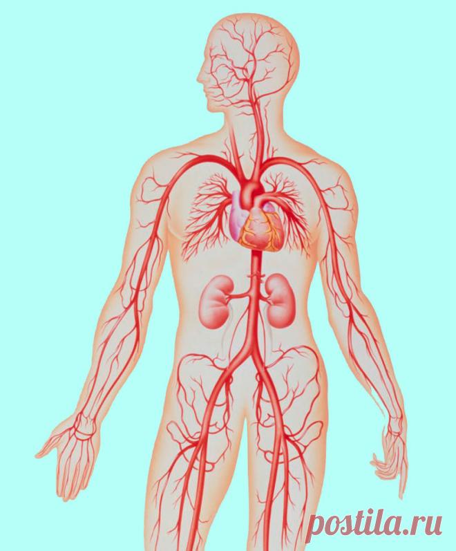 Причины изменения густоты крови Кровеносная система переносит к тканям и органам полезные вещества, микроэлементы и кислород. При изменении густоты крови ее работа замедляется, капилляры могут забиваться, возникает риск гипоксии и других опасных заболеваний.